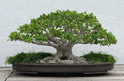 bonsai image
